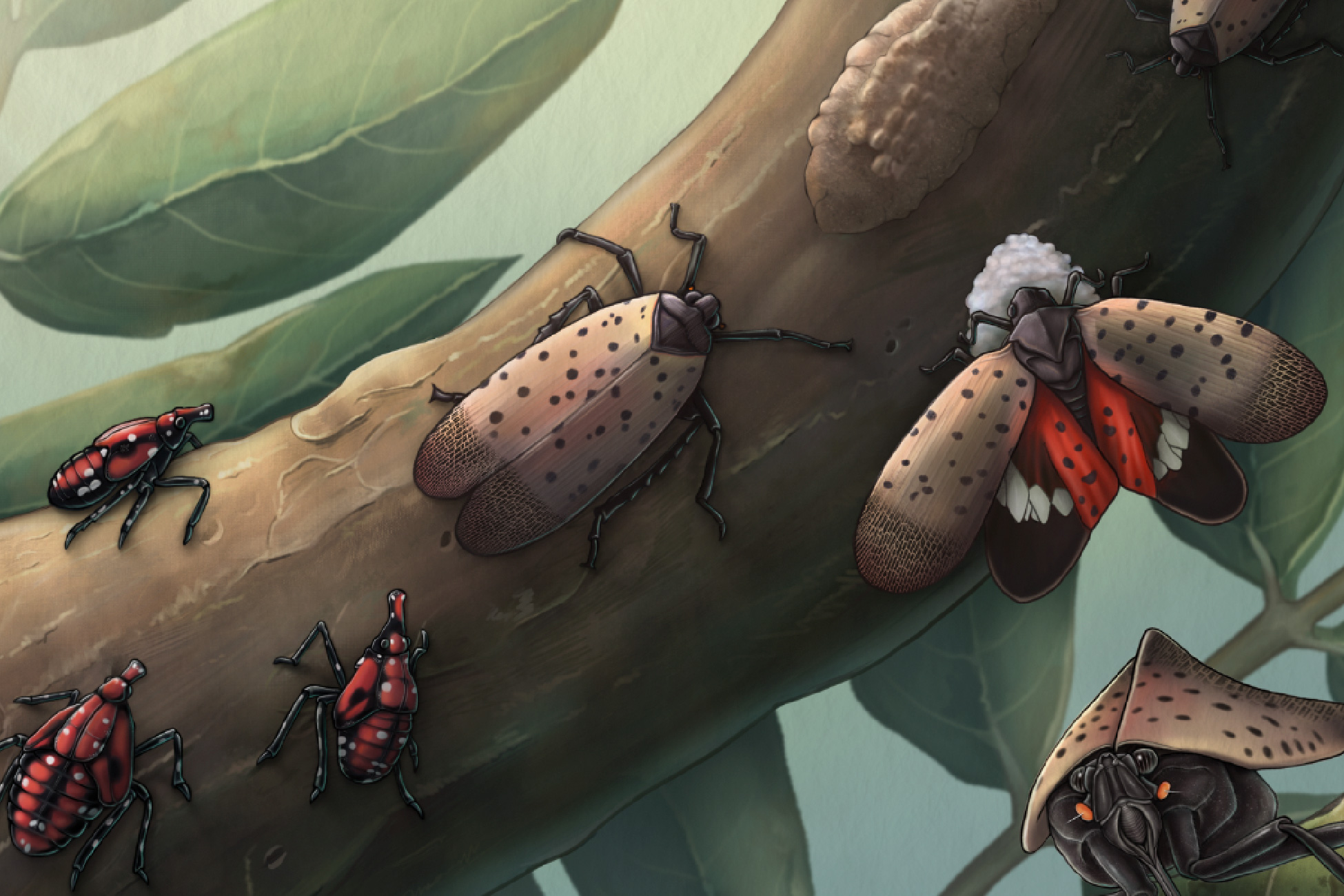 Spot the Invader! Life Cycle of the Spotted Lanternfly
